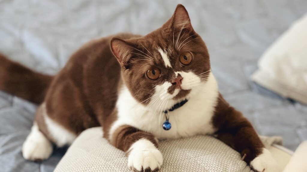 猫との暮らし